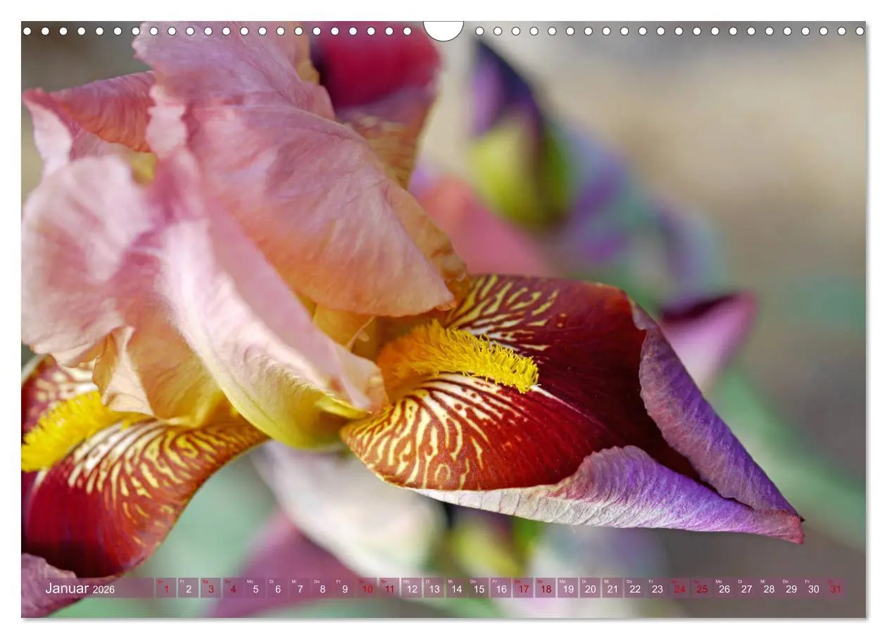 Bild: 9783457830642 | Iris - mondäne Gartenschönheit (Wandkalender 2026 DIN A3 quer),...