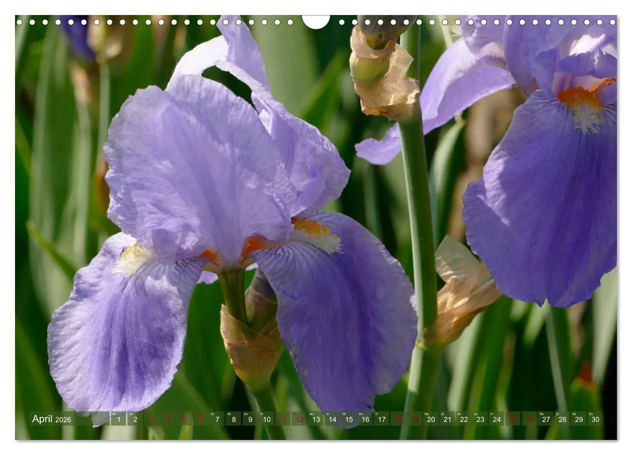 Bild: 9783457830642 | Iris - mondäne Gartenschönheit (Wandkalender 2026 DIN A3 quer),...