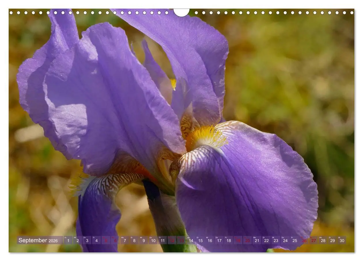 Bild: 9783457830642 | Iris - mondäne Gartenschönheit (Wandkalender 2026 DIN A3 quer),...