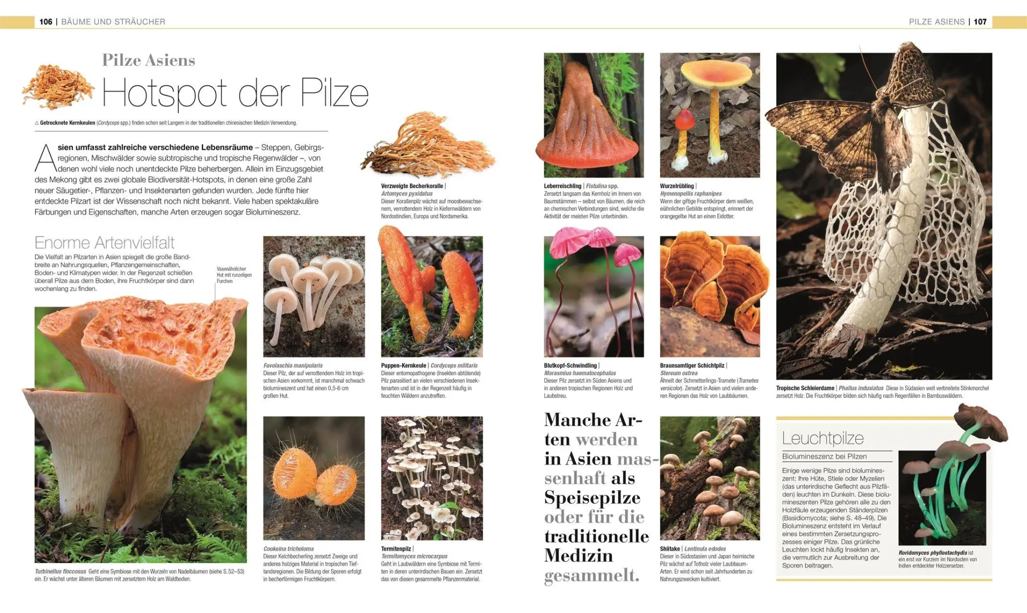 Bild: 9783831050642 | DK Bibliothek. Pflanzen &amp; Pilze | Lynne Boddy (u. a.) | Buch | 448 S.