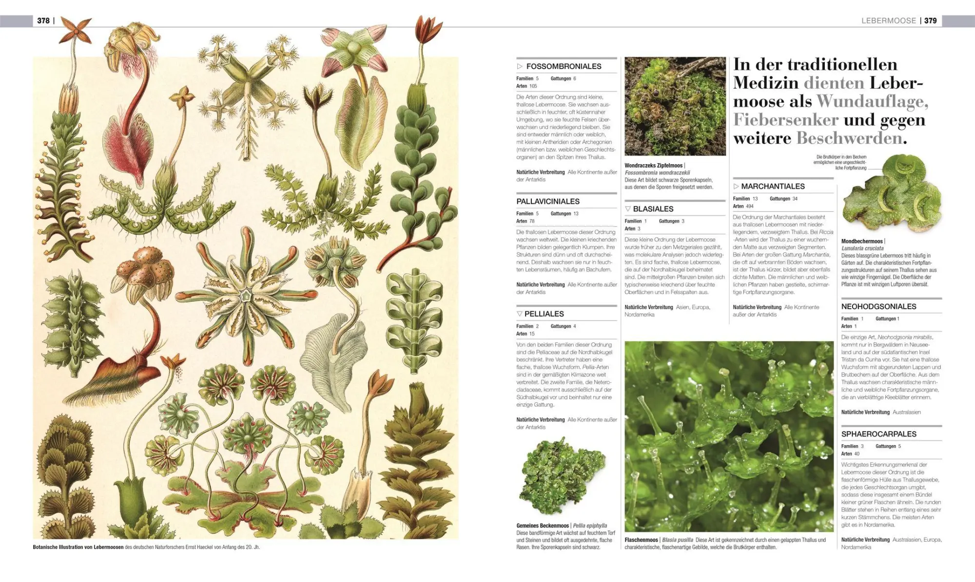 Bild: 9783831050642 | DK Bibliothek. Pflanzen &amp; Pilze | Lynne Boddy (u. a.) | Buch | 448 S.