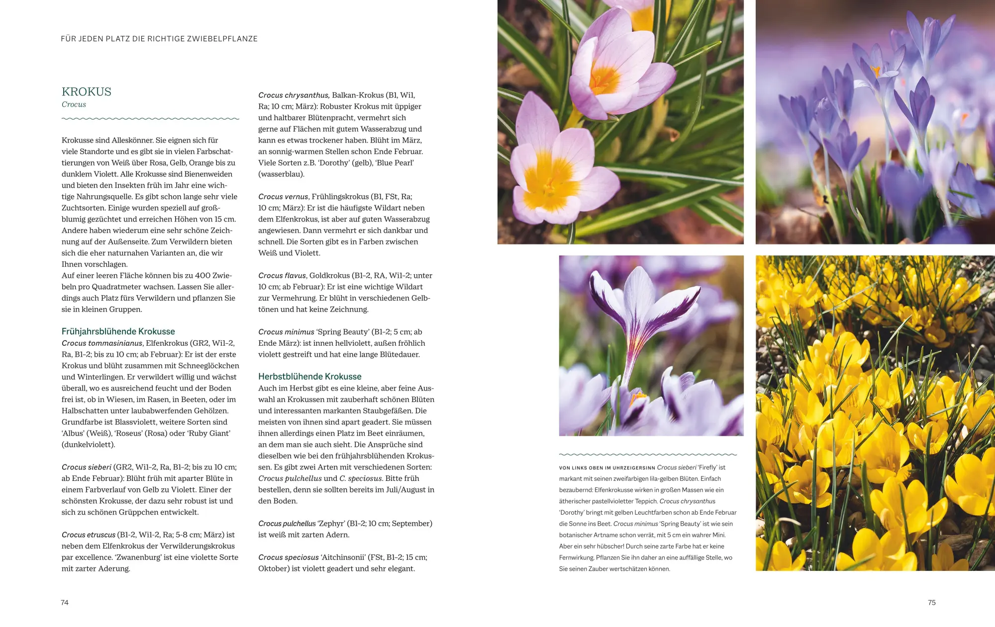 Bild: 9783967470642 | Robuste Traumbeete gestalten | Ina Timm | Buch | 192 S. | Deutsch