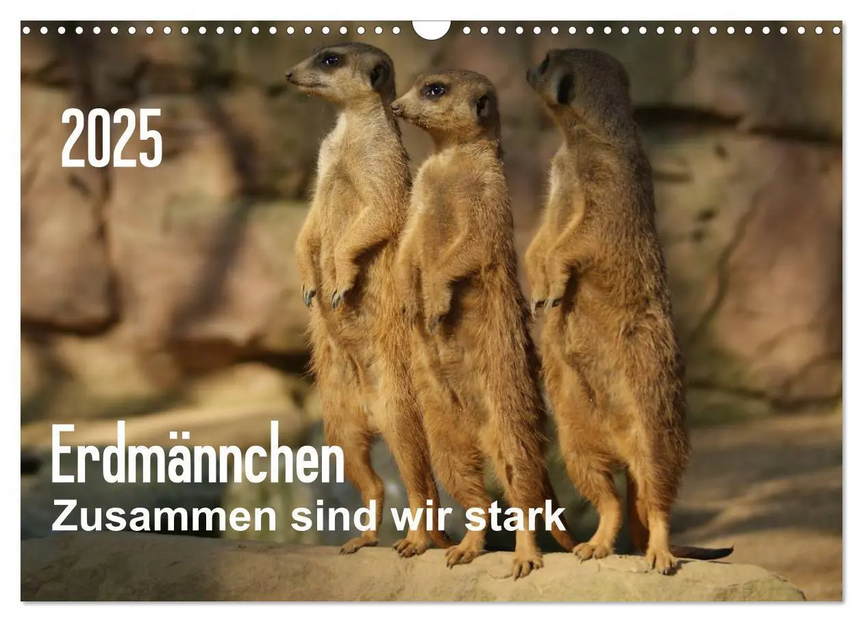 Cover: 9783435841042 | Erdmännchen - Zusammen sind wir stark (Wandkalender 2025 DIN A3...