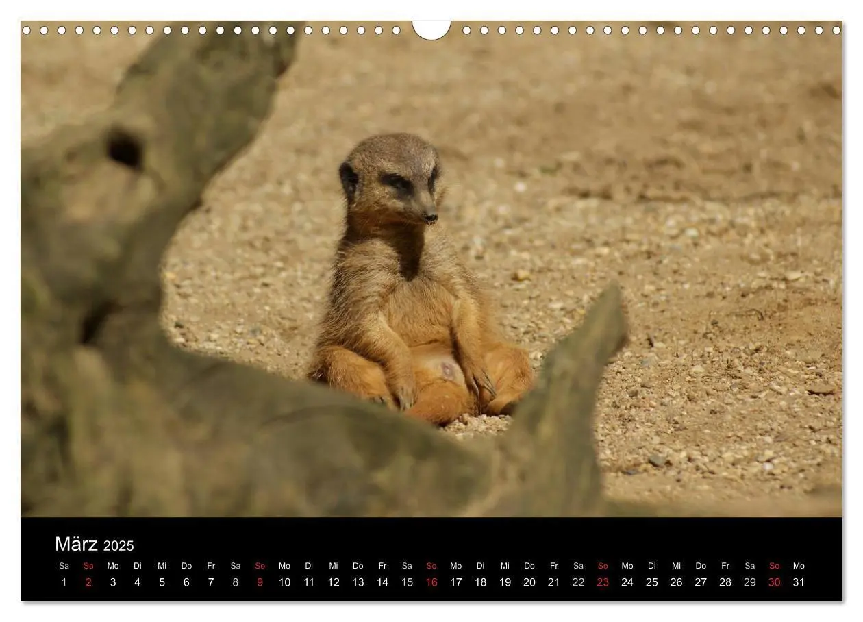 Bild: 9783435841042 | Erdmännchen - Zusammen sind wir stark (Wandkalender 2025 DIN A3...