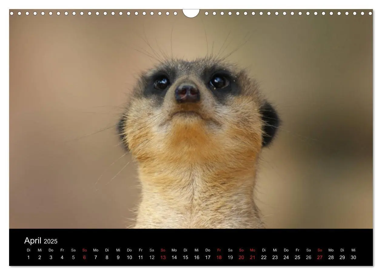 Bild: 9783435841042 | Erdmännchen - Zusammen sind wir stark (Wandkalender 2025 DIN A3...