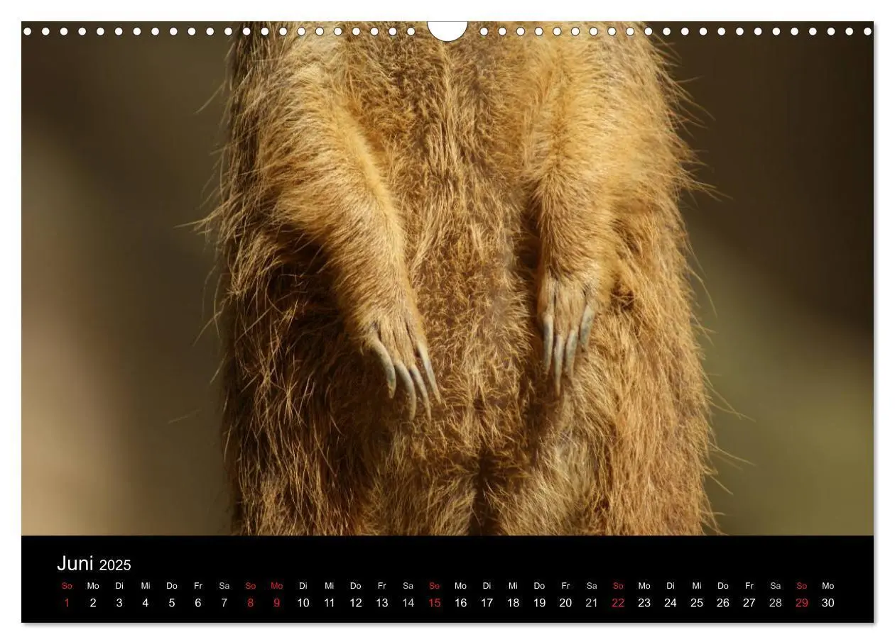 Bild: 9783435841042 | Erdmännchen - Zusammen sind wir stark (Wandkalender 2025 DIN A3...