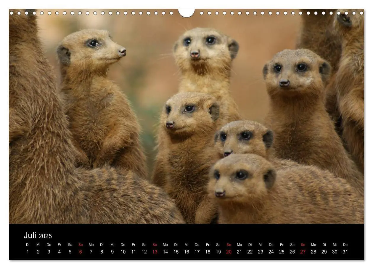 Bild: 9783435841042 | Erdmännchen - Zusammen sind wir stark (Wandkalender 2025 DIN A3...