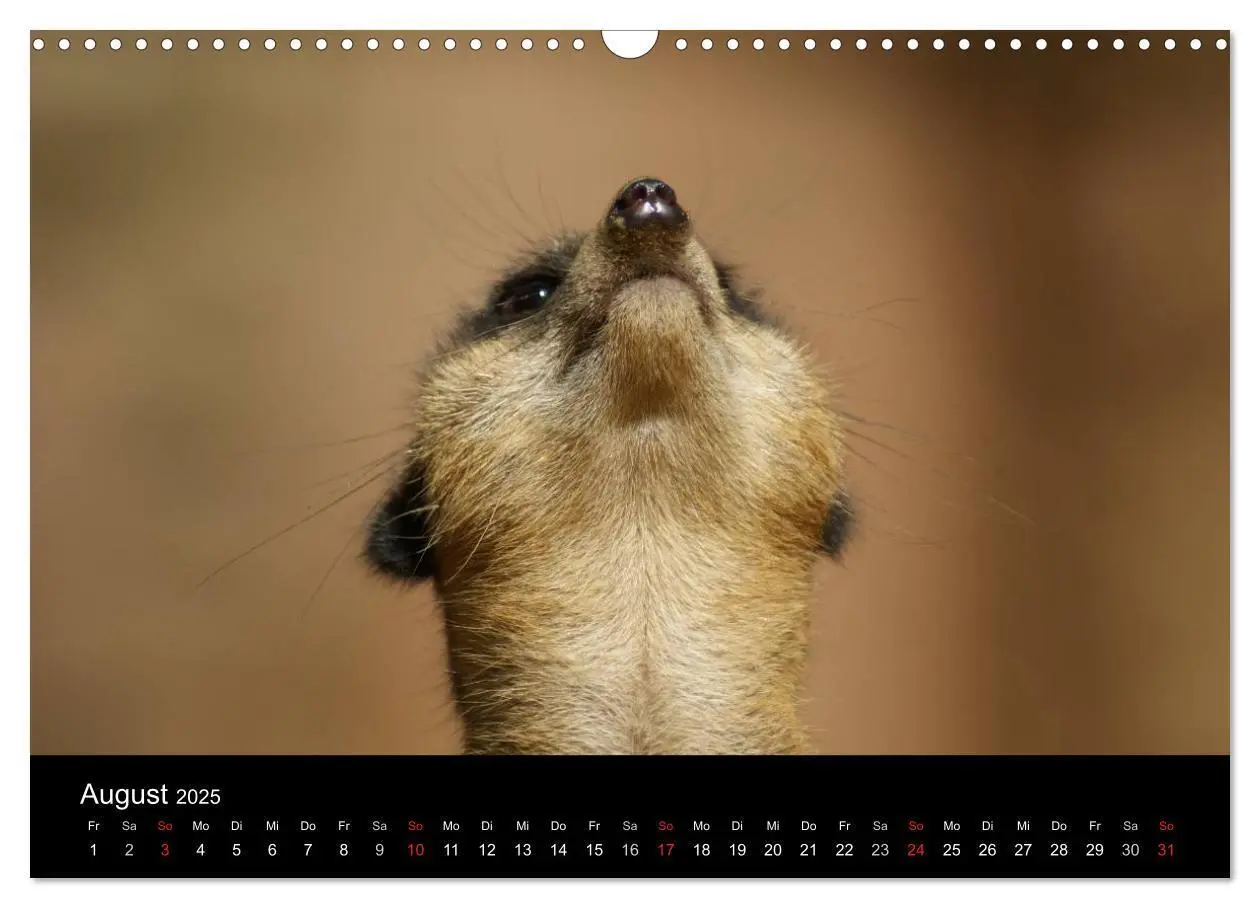 Bild: 9783435841042 | Erdmännchen - Zusammen sind wir stark (Wandkalender 2025 DIN A3...