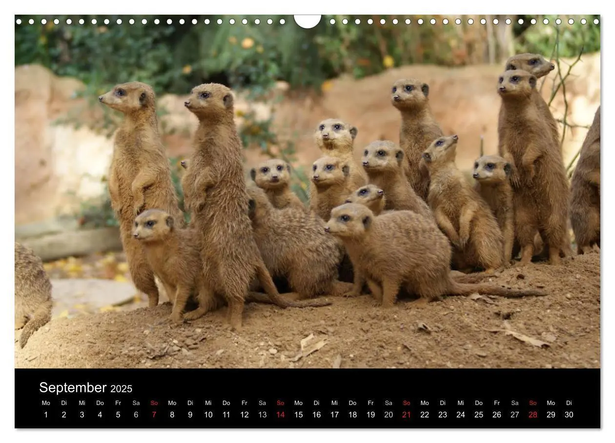 Bild: 9783435841042 | Erdmännchen - Zusammen sind wir stark (Wandkalender 2025 DIN A3...