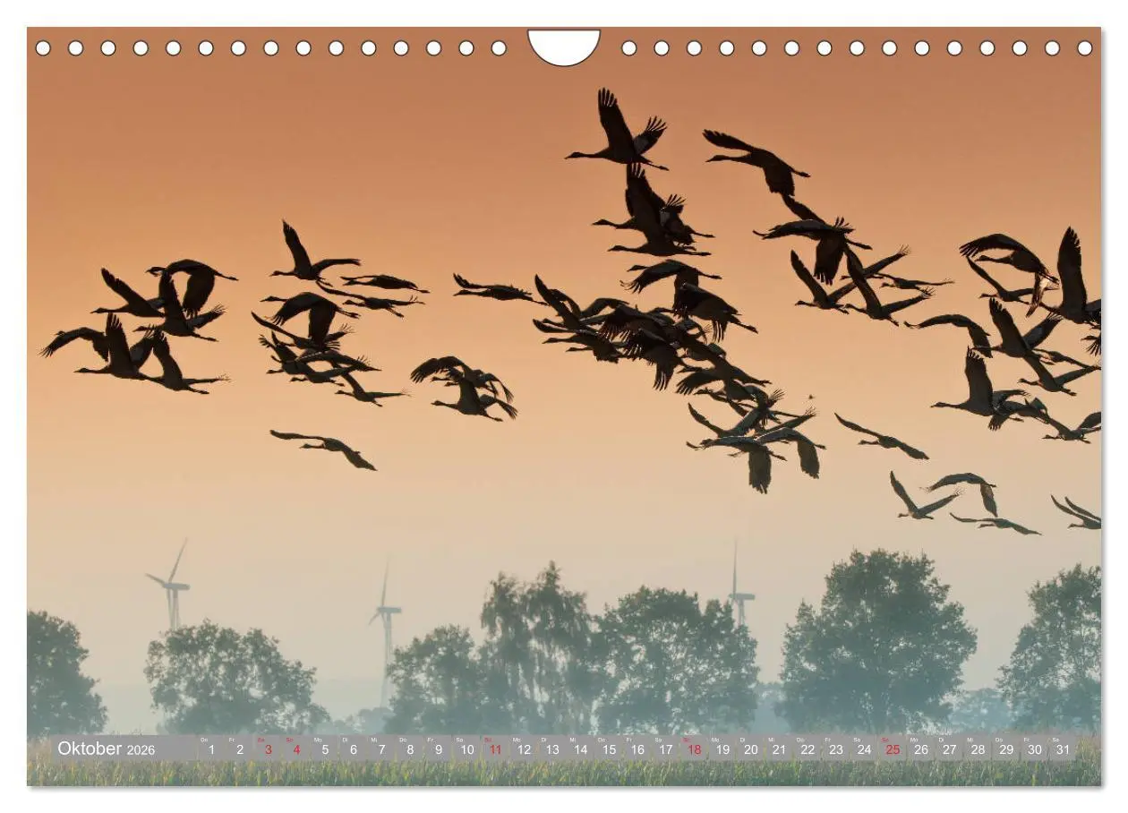 Bild: 9783457931042 | KranichRomantik (Wandkalender 2026 DIN A4 quer), CALVENDO...