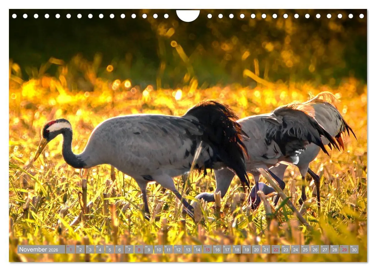 Bild: 9783457931042 | KranichRomantik (Wandkalender 2026 DIN A4 quer), CALVENDO...