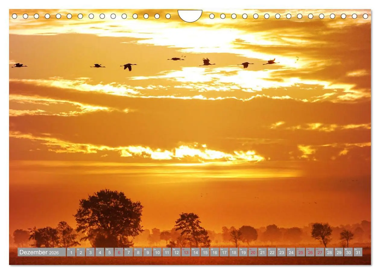 Bild: 9783457931042 | KranichRomantik (Wandkalender 2026 DIN A4 quer), CALVENDO...