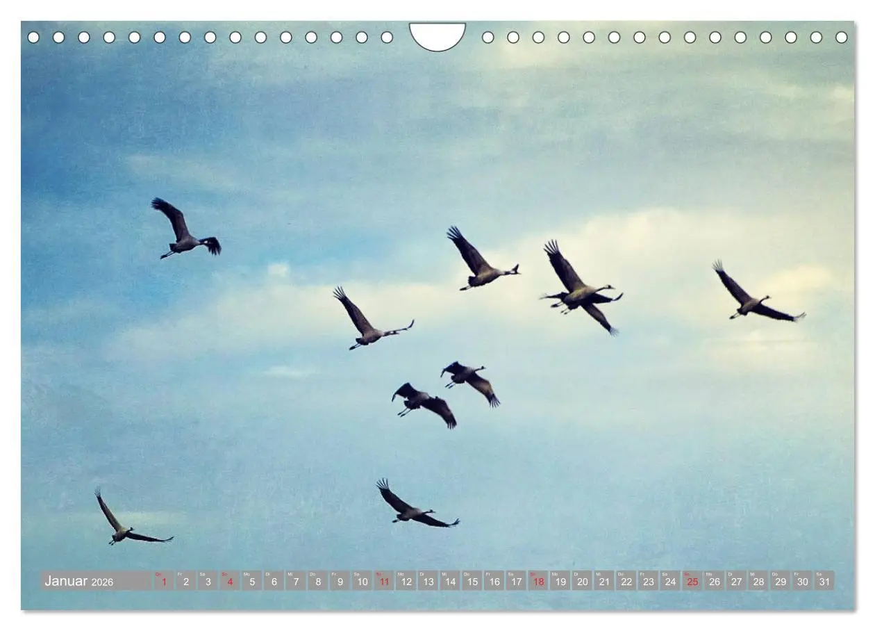 Bild: 9783457931042 | KranichRomantik (Wandkalender 2026 DIN A4 quer), CALVENDO...
