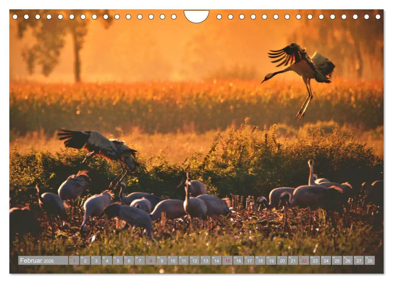 Bild: 9783457931042 | KranichRomantik (Wandkalender 2026 DIN A4 quer), CALVENDO...