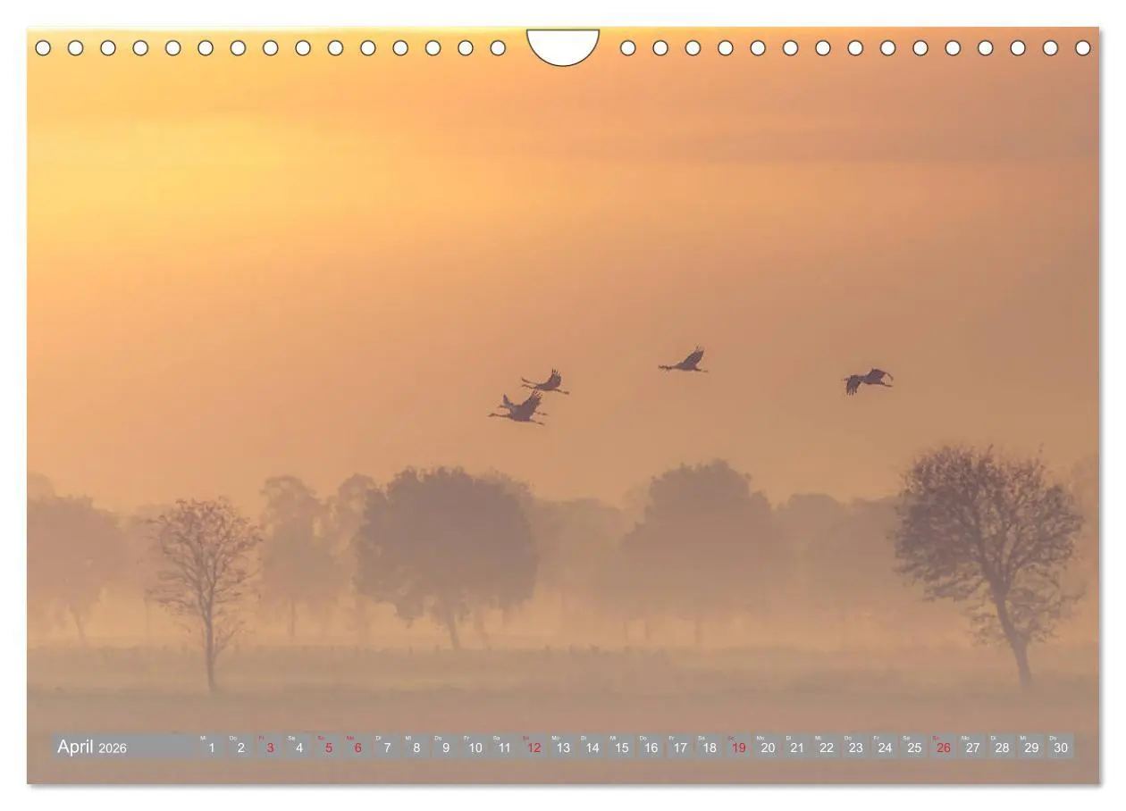 Bild: 9783457931042 | KranichRomantik (Wandkalender 2026 DIN A4 quer), CALVENDO...