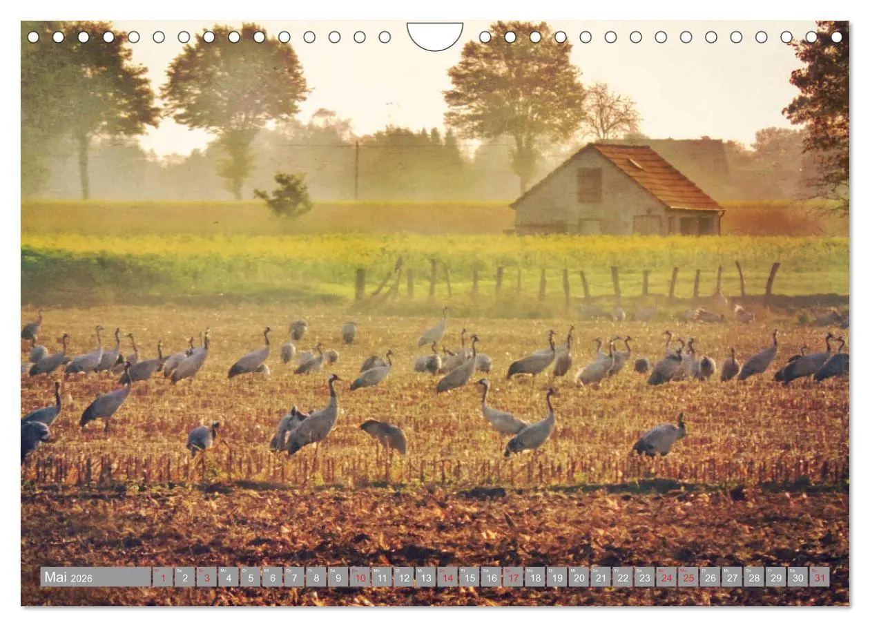 Bild: 9783457931042 | KranichRomantik (Wandkalender 2026 DIN A4 quer), CALVENDO...