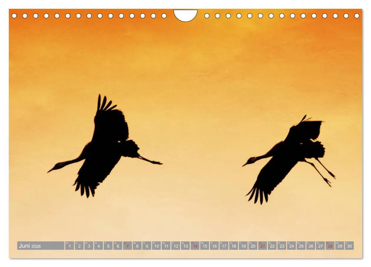 Bild: 9783457931042 | KranichRomantik (Wandkalender 2026 DIN A4 quer), CALVENDO...