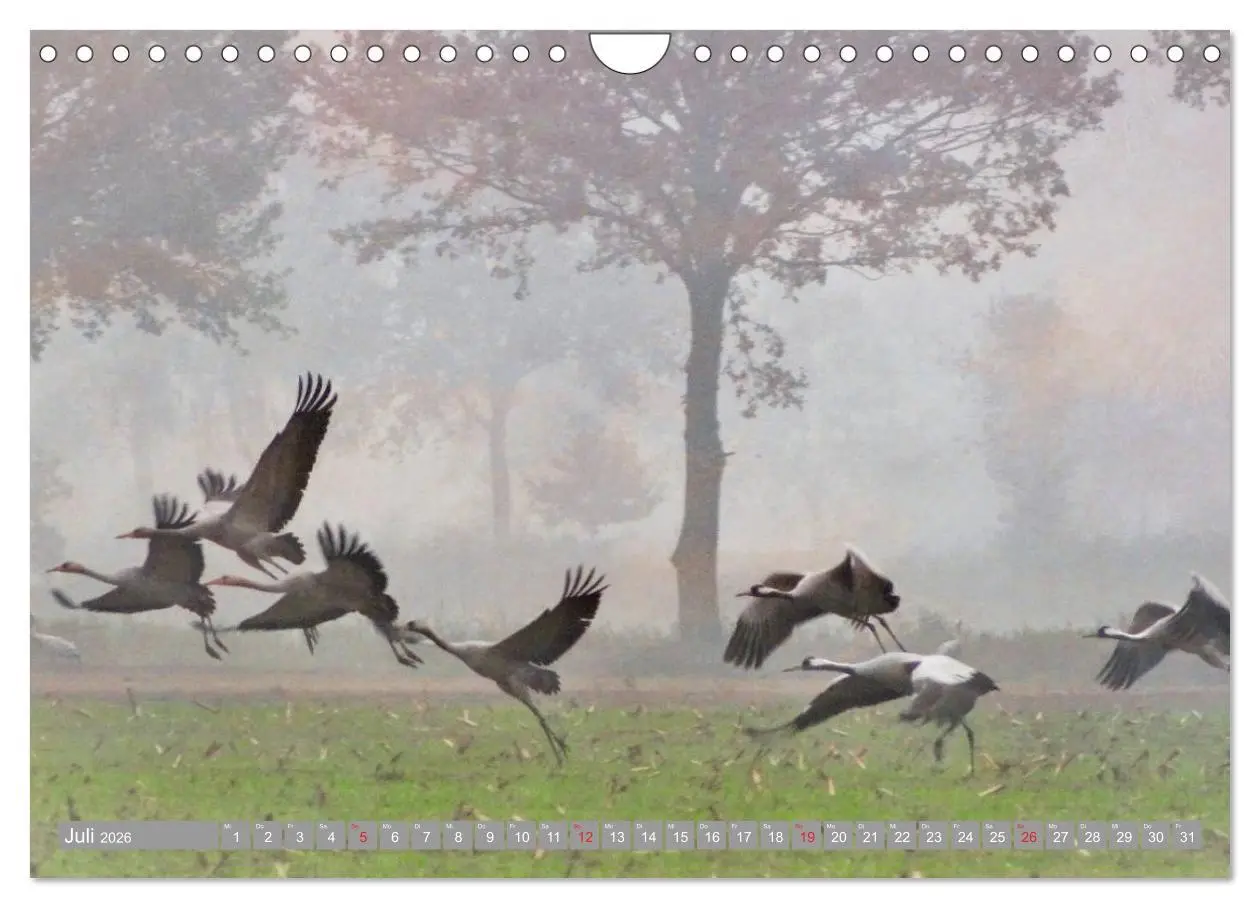 Bild: 9783457931042 | KranichRomantik (Wandkalender 2026 DIN A4 quer), CALVENDO...