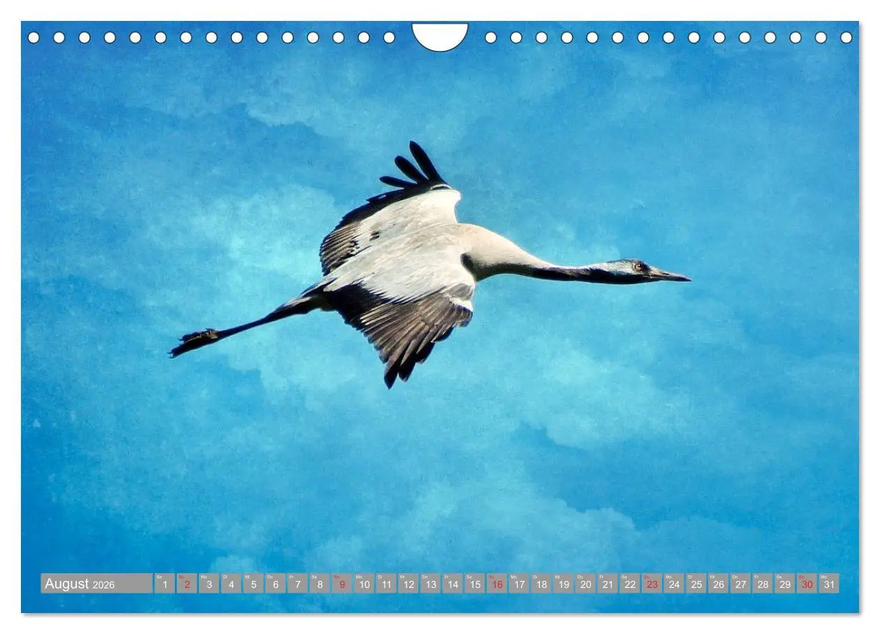Bild: 9783457931042 | KranichRomantik (Wandkalender 2026 DIN A4 quer), CALVENDO...