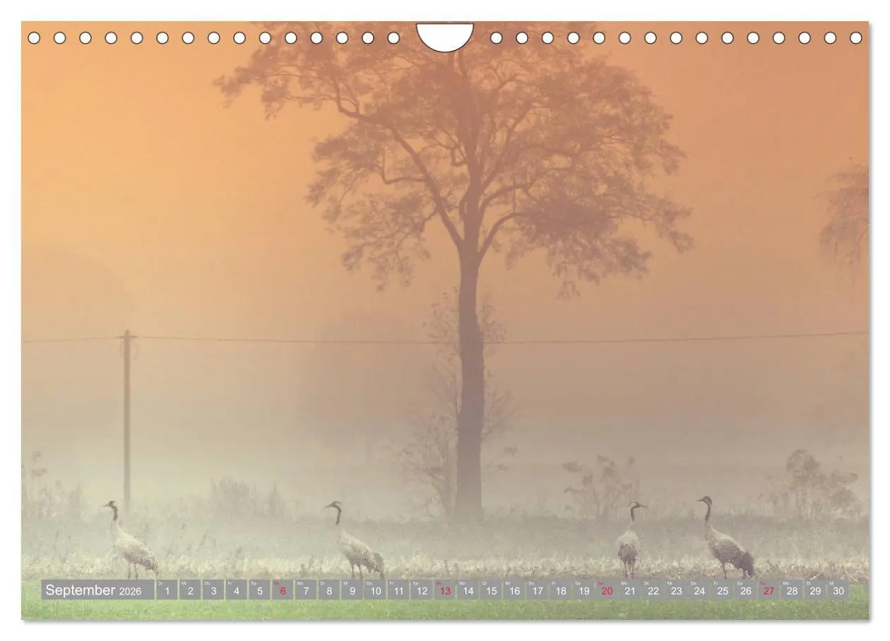 Bild: 9783457931042 | KranichRomantik (Wandkalender 2026 DIN A4 quer), CALVENDO...
