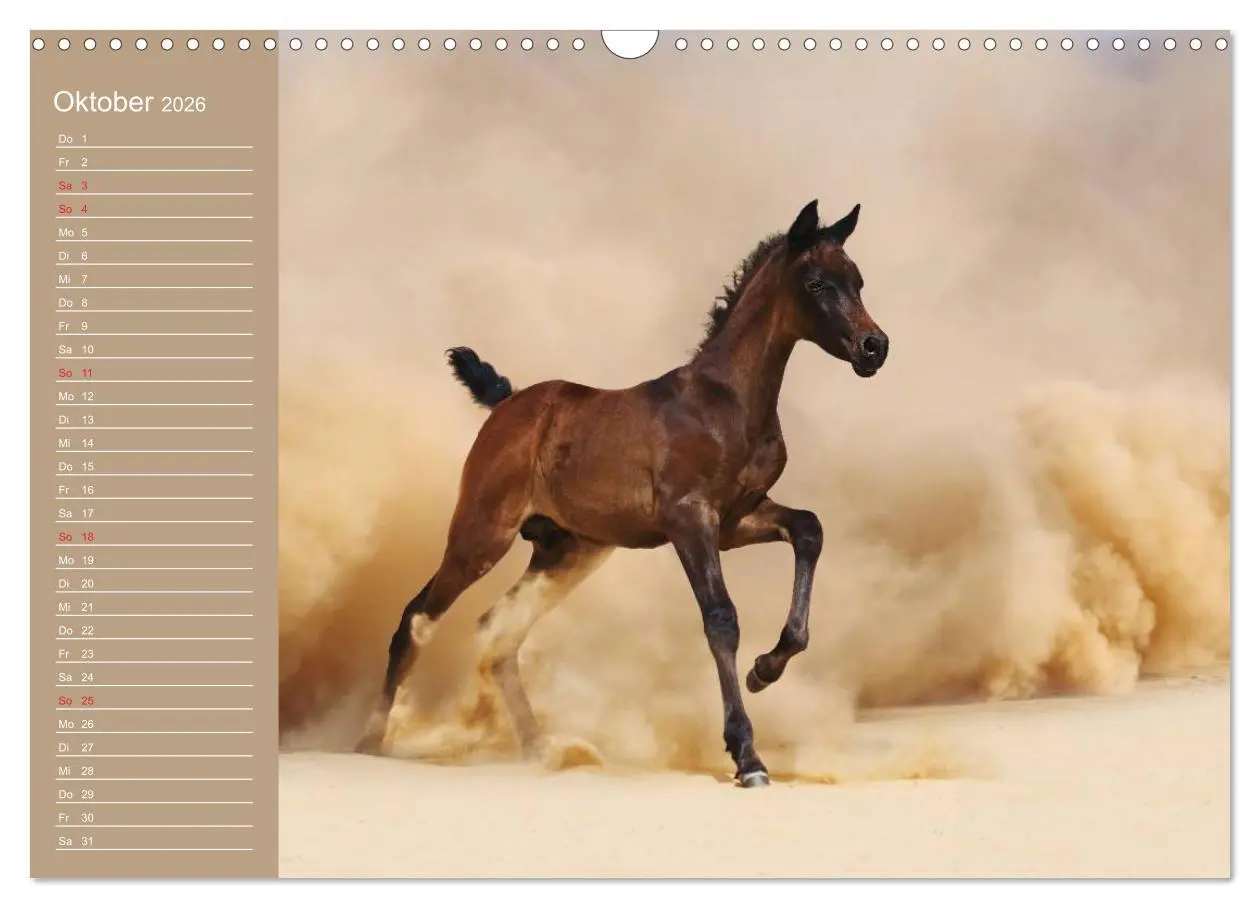 Bild: 9783516011142 | Pferde. Araber im Wüstensand (Wandkalender 2026 DIN A3 quer),...