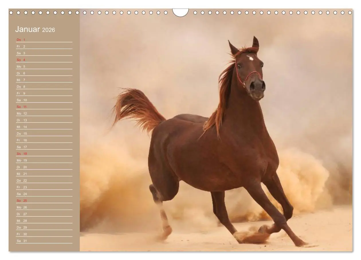Bild: 9783516011142 | Pferde. Araber im Wüstensand (Wandkalender 2026 DIN A3 quer),...
