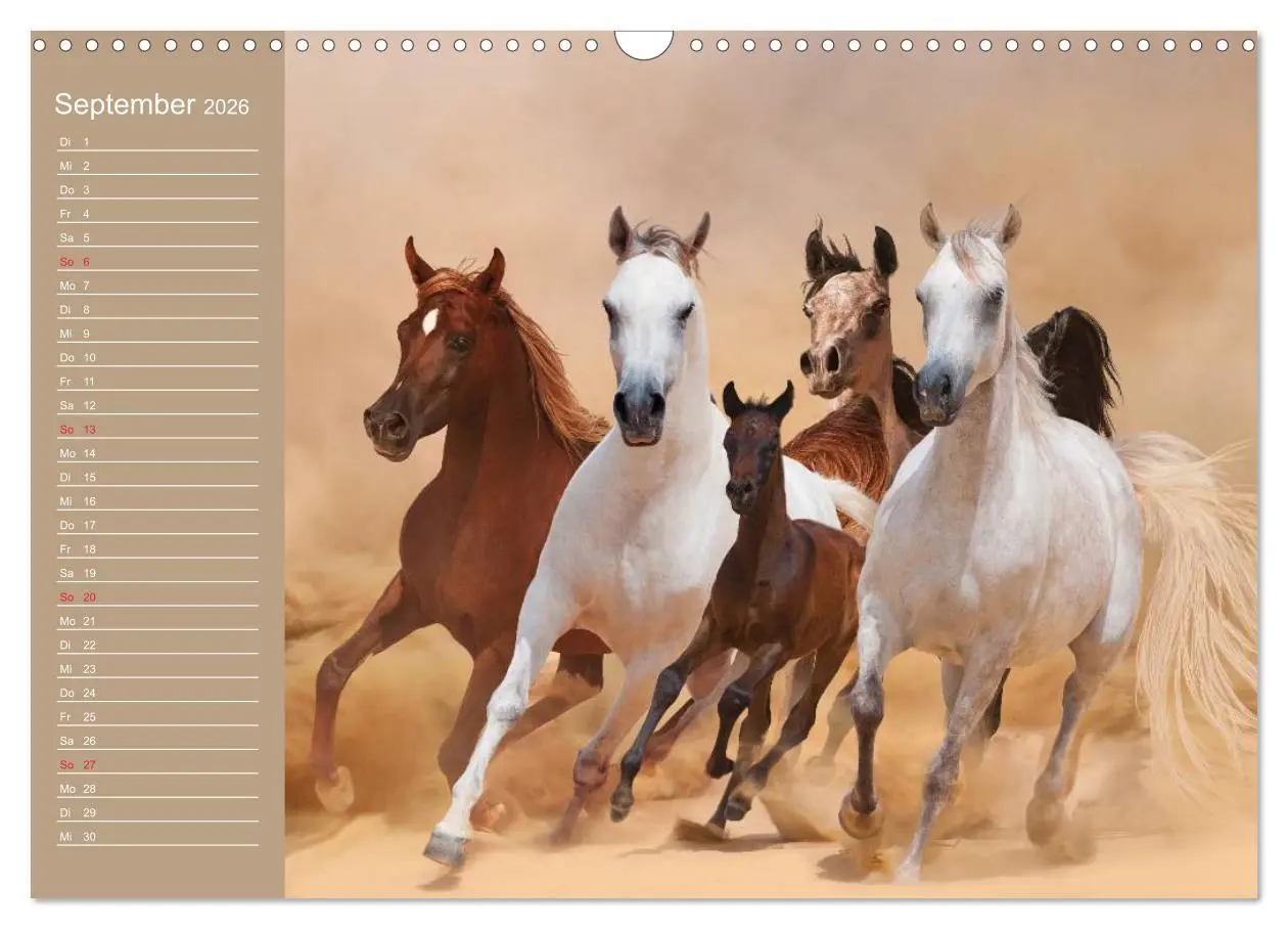 Bild: 9783516011142 | Pferde. Araber im Wüstensand (Wandkalender 2026 DIN A3 quer),...