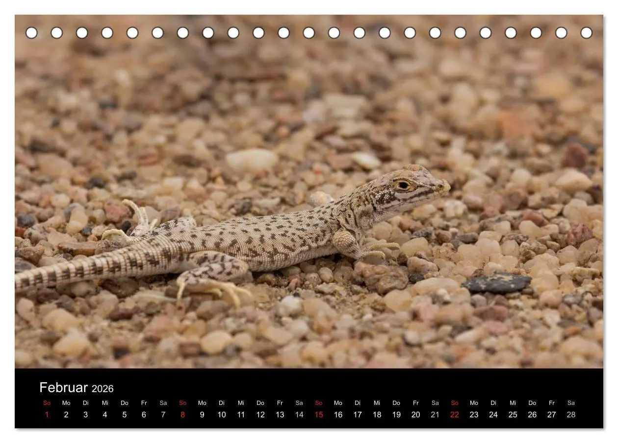 Bild: 9783516171242 | Wunderschönes Namibia (Tischkalender 2026 DIN A5 quer), CALVENDO...
