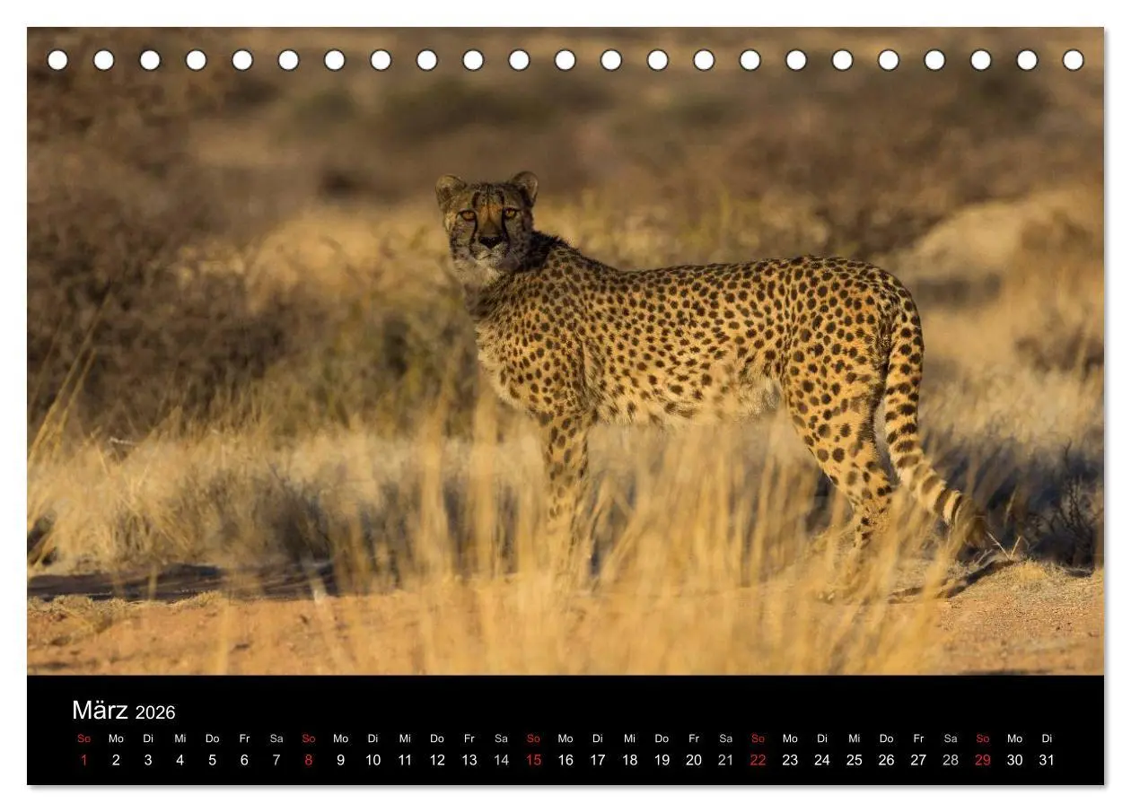 Bild: 9783516171242 | Wunderschönes Namibia (Tischkalender 2026 DIN A5 quer), CALVENDO...