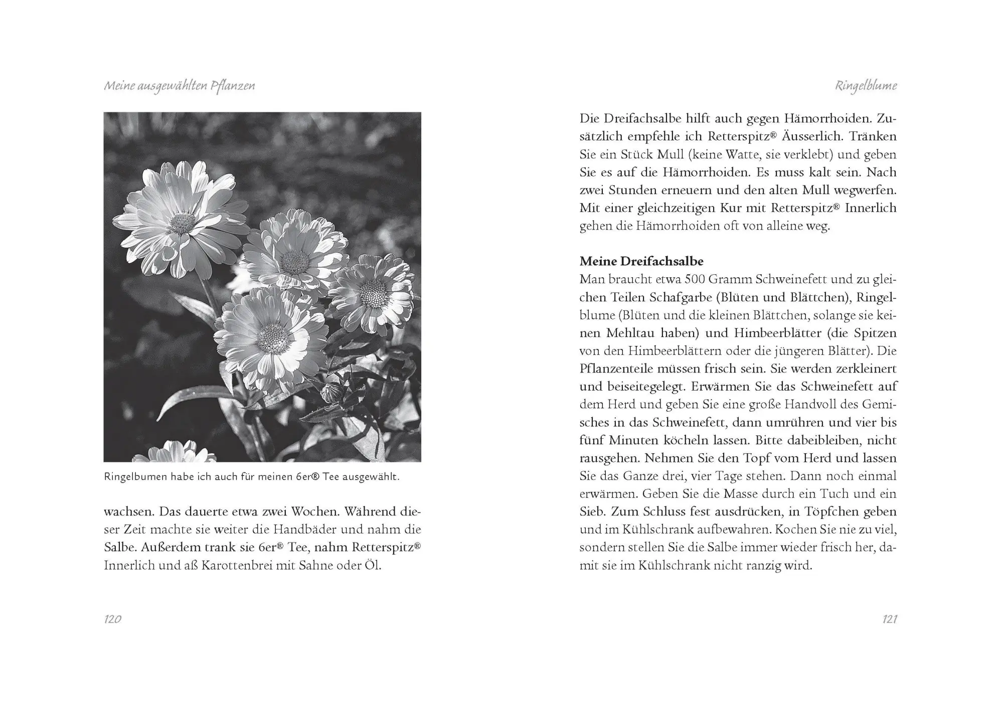 Bild: 9783809451242 | Die Kräuterapotheke Gottes | Eva Aschenbrenner | Taschenbuch | 240 S.
