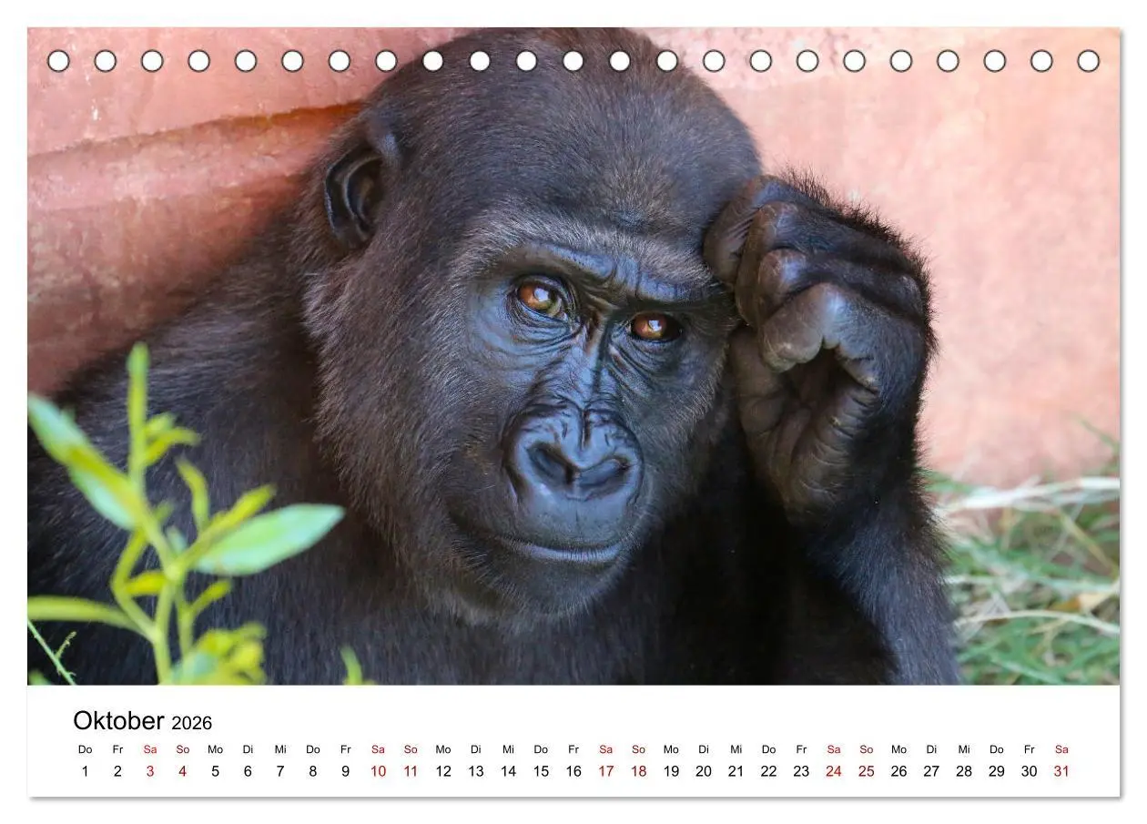 Bild: 9783457381342 | Lustige Affen - hinreißende Schnappschüsse (Tischkalender 2026 DIN...