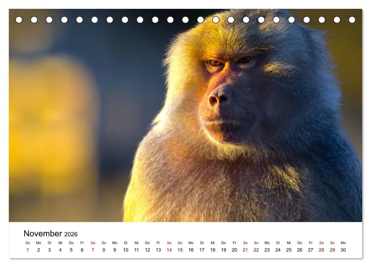 Bild: 9783457381342 | Lustige Affen - hinreißende Schnappschüsse (Tischkalender 2026 DIN...