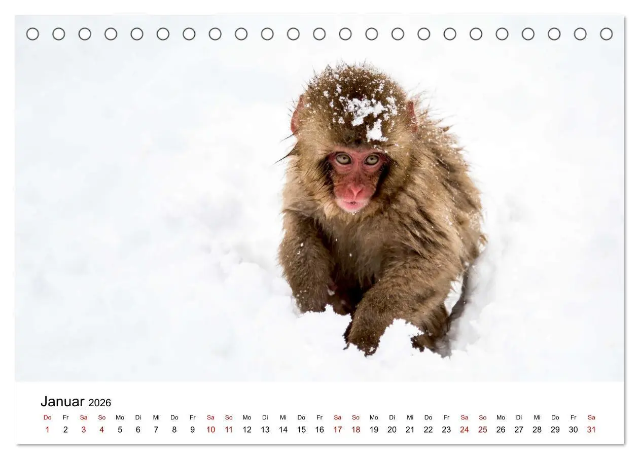Bild: 9783457381342 | Lustige Affen - hinreißende Schnappschüsse (Tischkalender 2026 DIN...