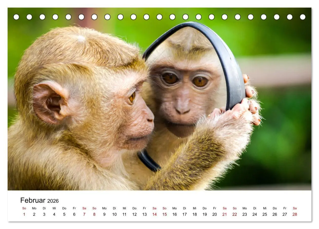 Bild: 9783457381342 | Lustige Affen - hinreißende Schnappschüsse (Tischkalender 2026 DIN...