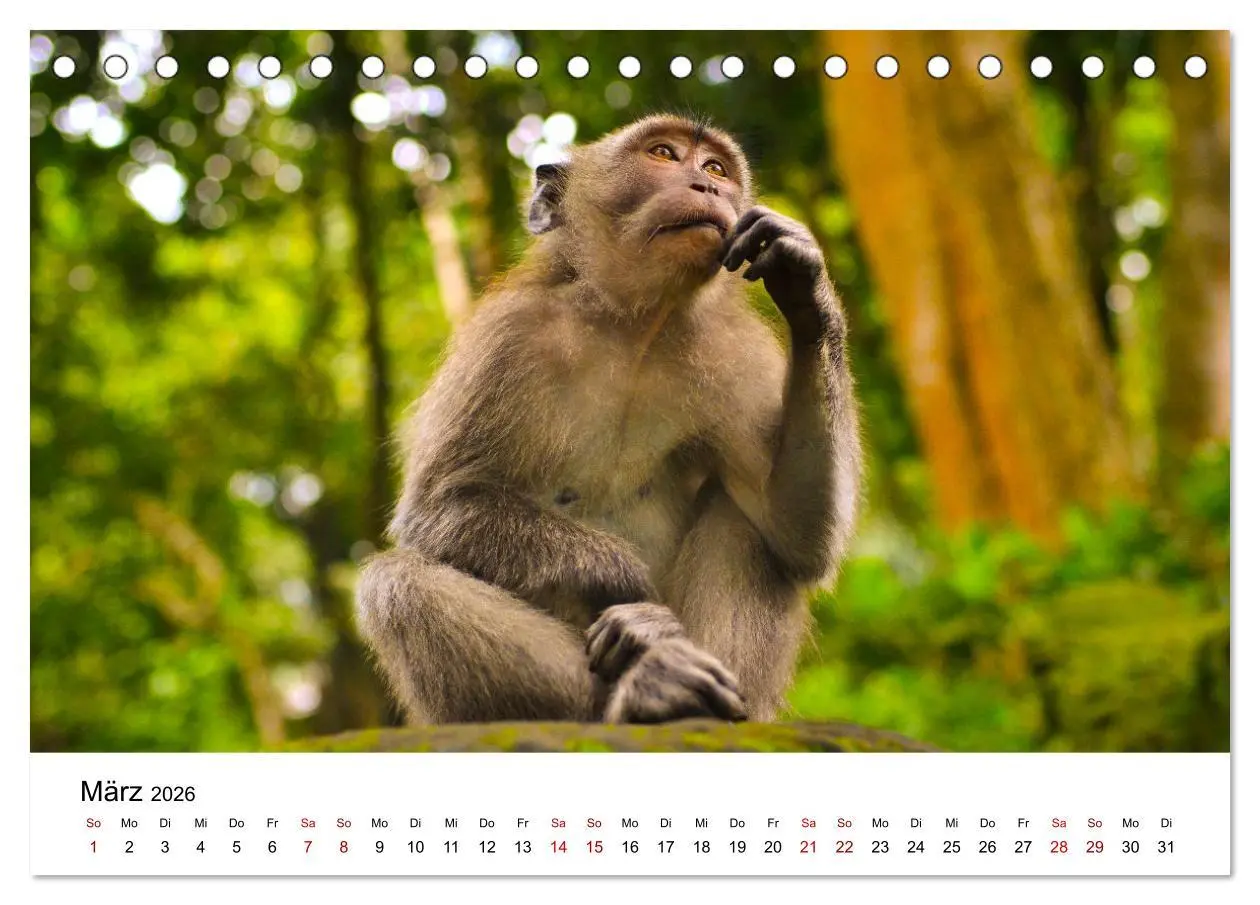 Bild: 9783457381342 | Lustige Affen - hinreißende Schnappschüsse (Tischkalender 2026 DIN...