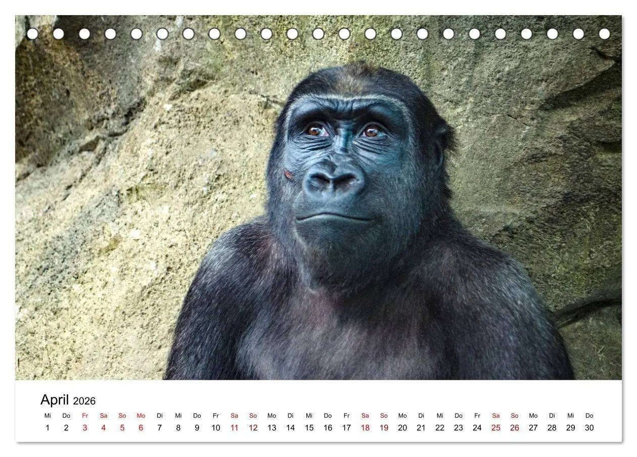 Bild: 9783457381342 | Lustige Affen - hinreißende Schnappschüsse (Tischkalender 2026 DIN...