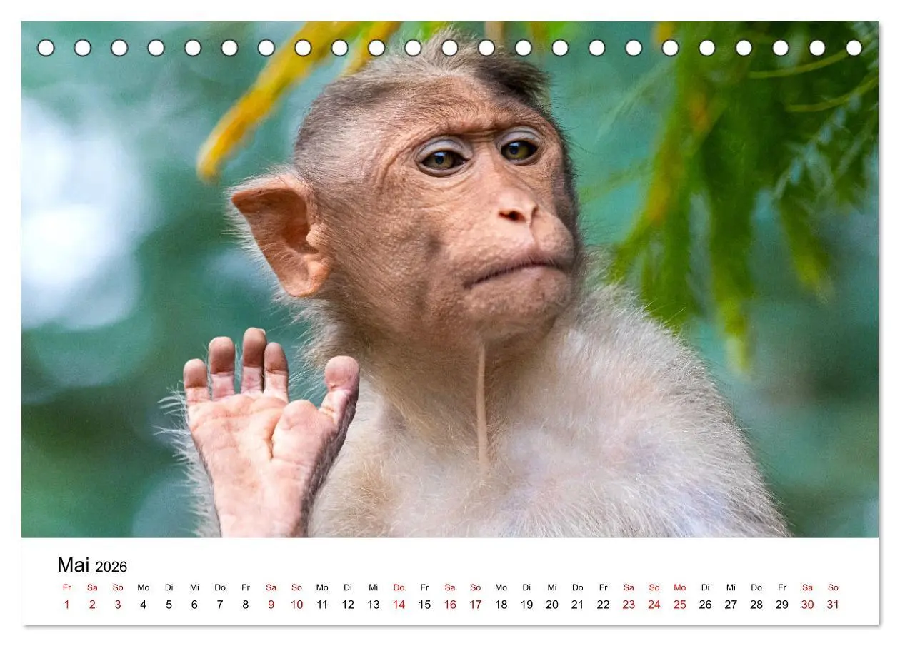 Bild: 9783457381342 | Lustige Affen - hinreißende Schnappschüsse (Tischkalender 2026 DIN...