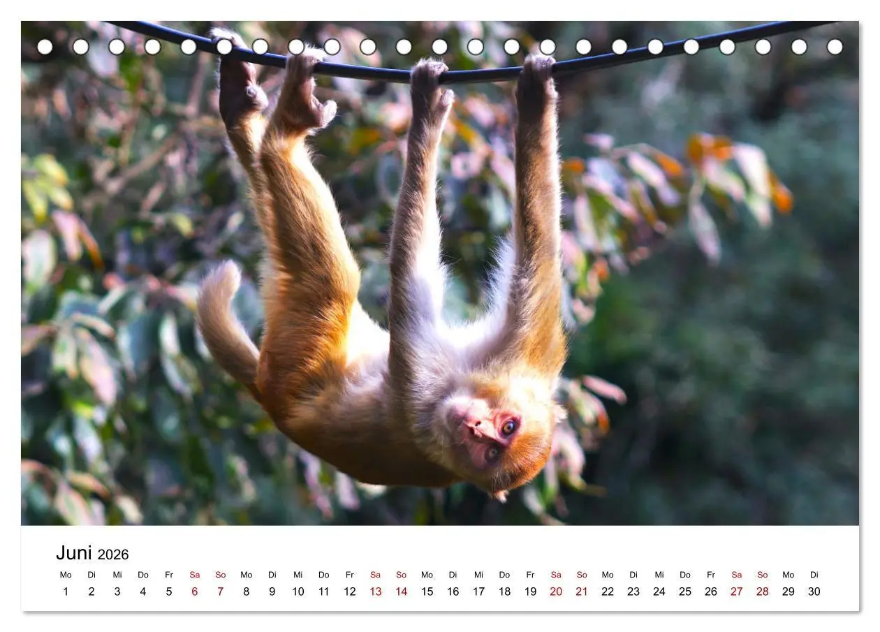 Bild: 9783457381342 | Lustige Affen - hinreißende Schnappschüsse (Tischkalender 2026 DIN...
