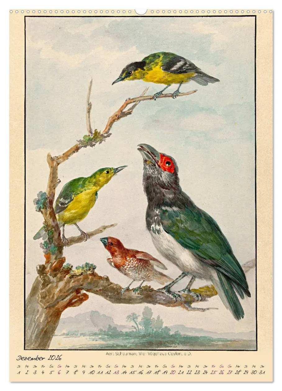 Bild: 9783516391442 | Aert Schouman. VÖGEL (hochwertiger Premium Wandkalender 2026 DIN A2...
