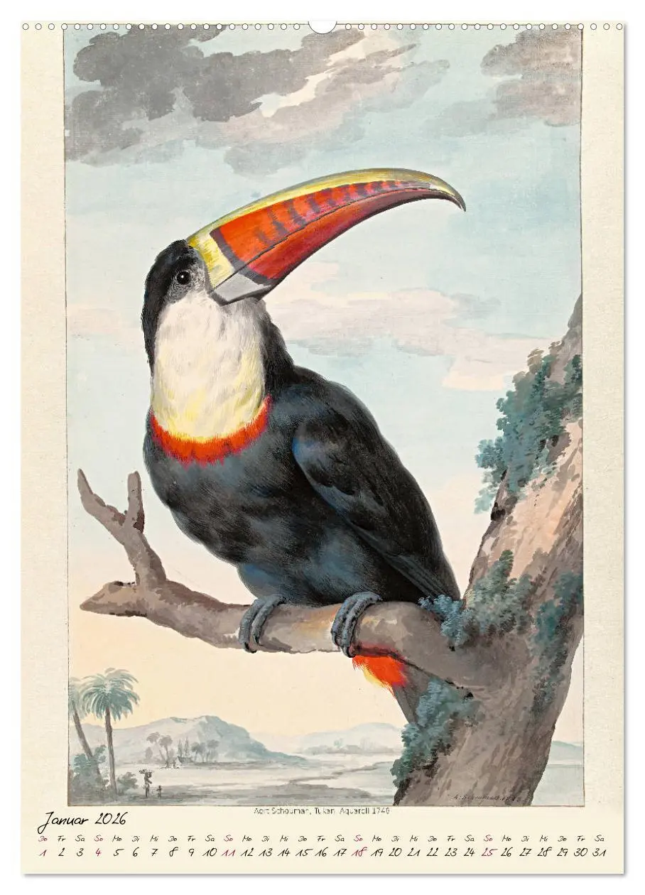 Bild: 9783516391442 | Aert Schouman. VÖGEL (hochwertiger Premium Wandkalender 2026 DIN A2...