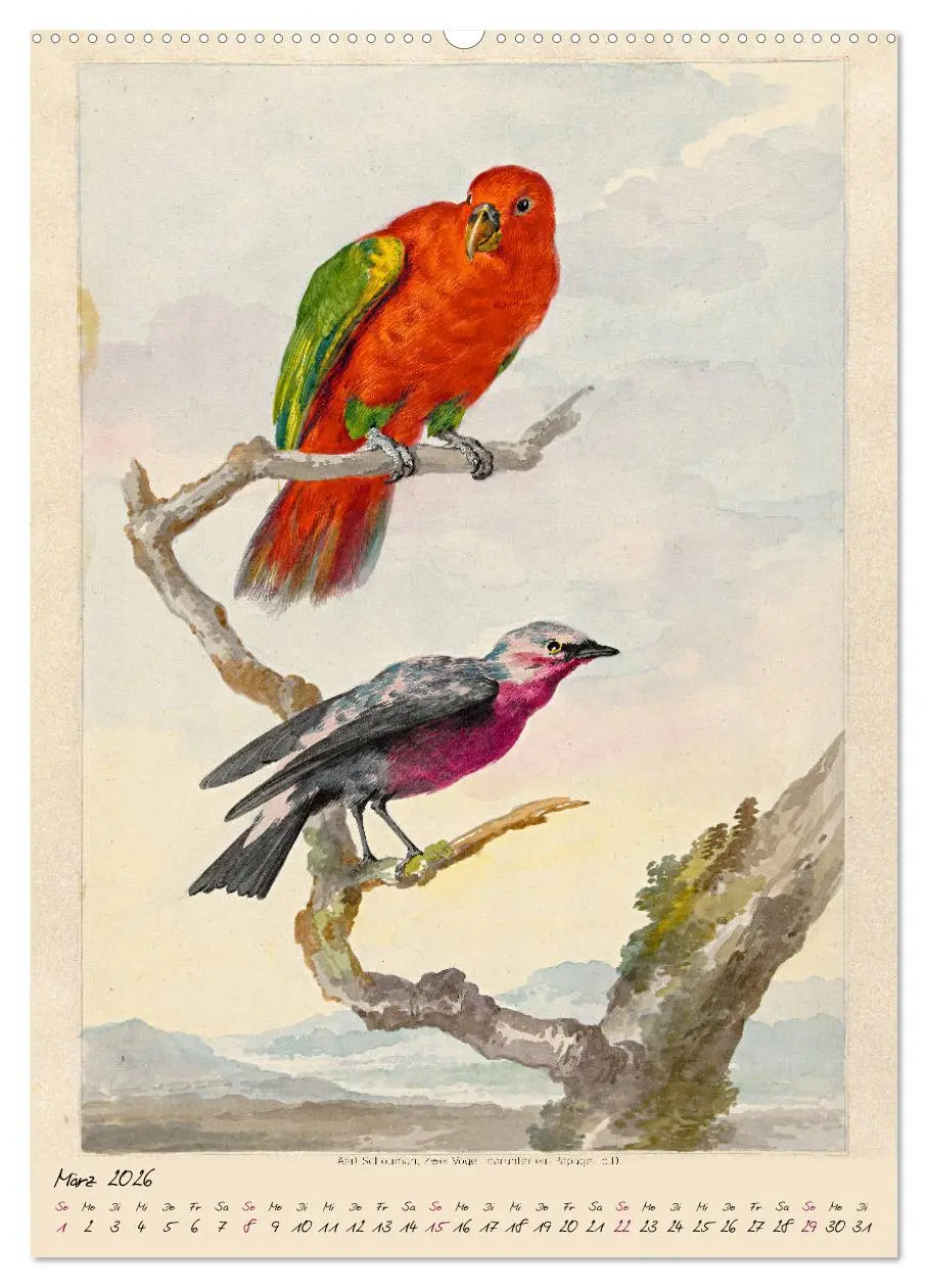 Bild: 9783516391442 | Aert Schouman. VÖGEL (hochwertiger Premium Wandkalender 2026 DIN A2...