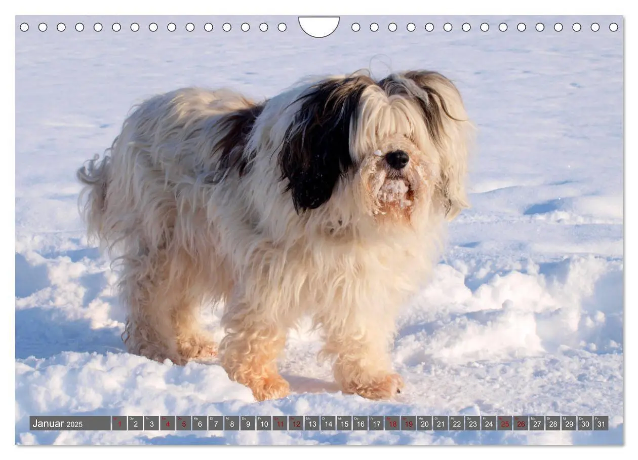 Bild: 9783435261642 | Tibet-Terrier - Eine Hunderasse mit Charakter (Wandkalender 2025...