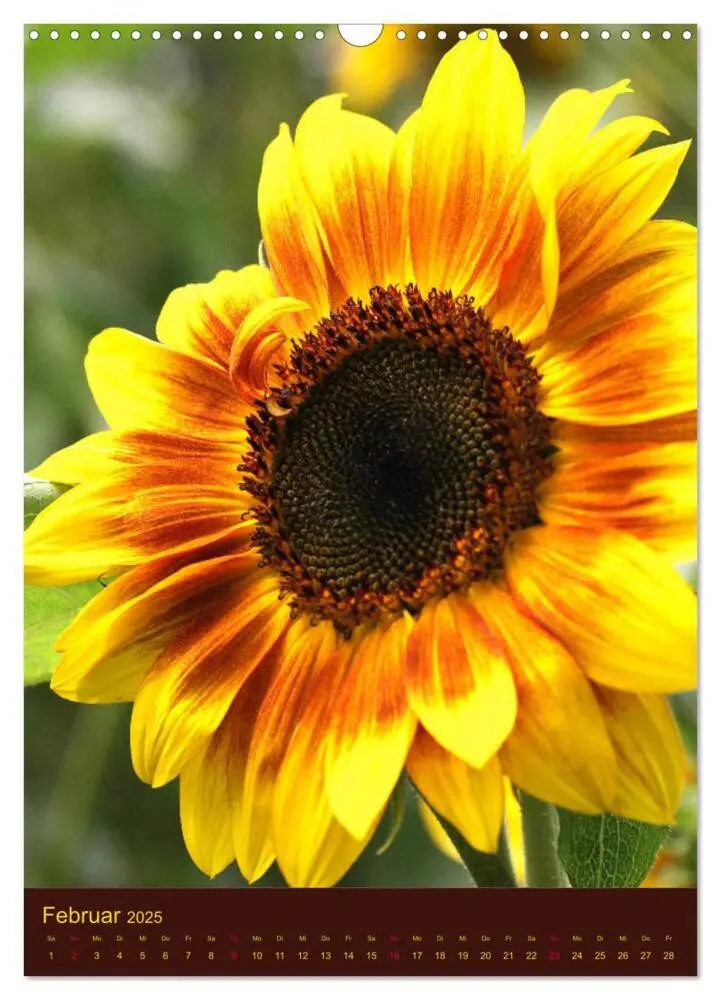 Bild: 9783435951642 | Sonnenblumen - Strahlende Blüten (Wandkalender 2025 DIN A3 hoch),...