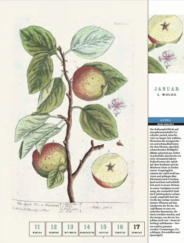 Bild: 9783799521642 | Thorbeckes heimisches Obst Kalender 2027 | Kalender | 56 S. | Deutsch