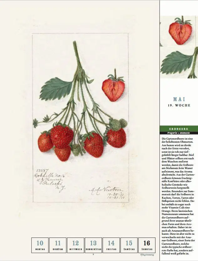 Bild: 9783799521642 | Thorbeckes heimisches Obst Kalender 2027 | Kalender | 56 S. | Deutsch