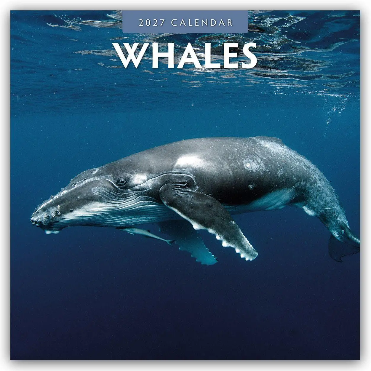 Cover: 9781837011742 | Whales - Wale 2027 - 16-Monatskalender | Robin Red | Kalender | 28 S.