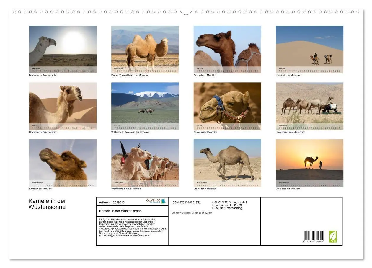 Bild: 9783516051742 | Kamele in der Wüstensonne (Wandkalender 2026 DIN A2 quer), CALVENDO...