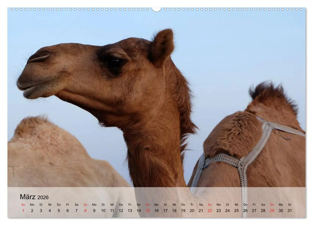 Bild: 9783516051742 | Kamele in der Wüstensonne (Wandkalender 2026 DIN A2 quer), CALVENDO...