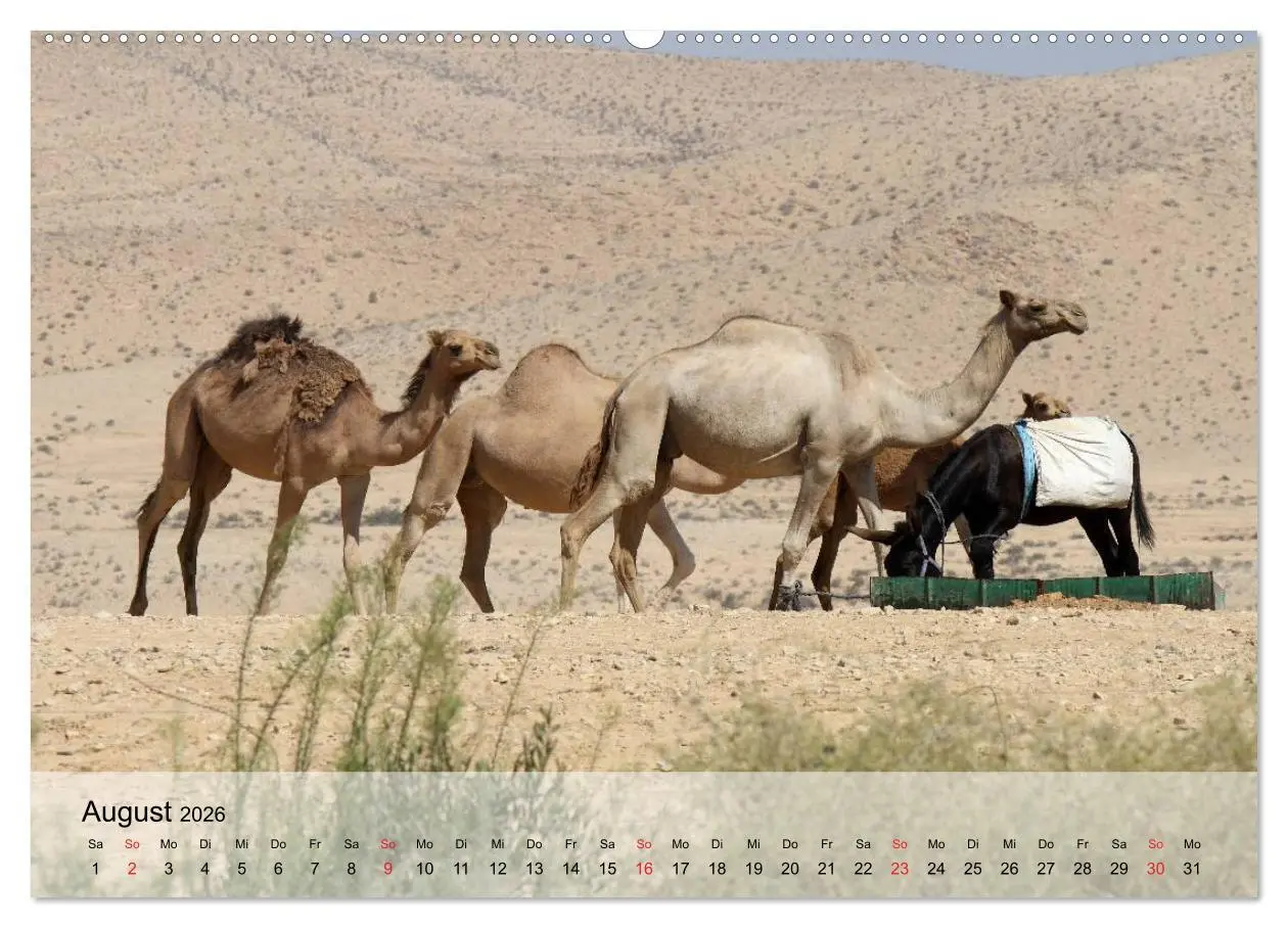 Bild: 9783516051742 | Kamele in der Wüstensonne (Wandkalender 2026 DIN A2 quer), CALVENDO...