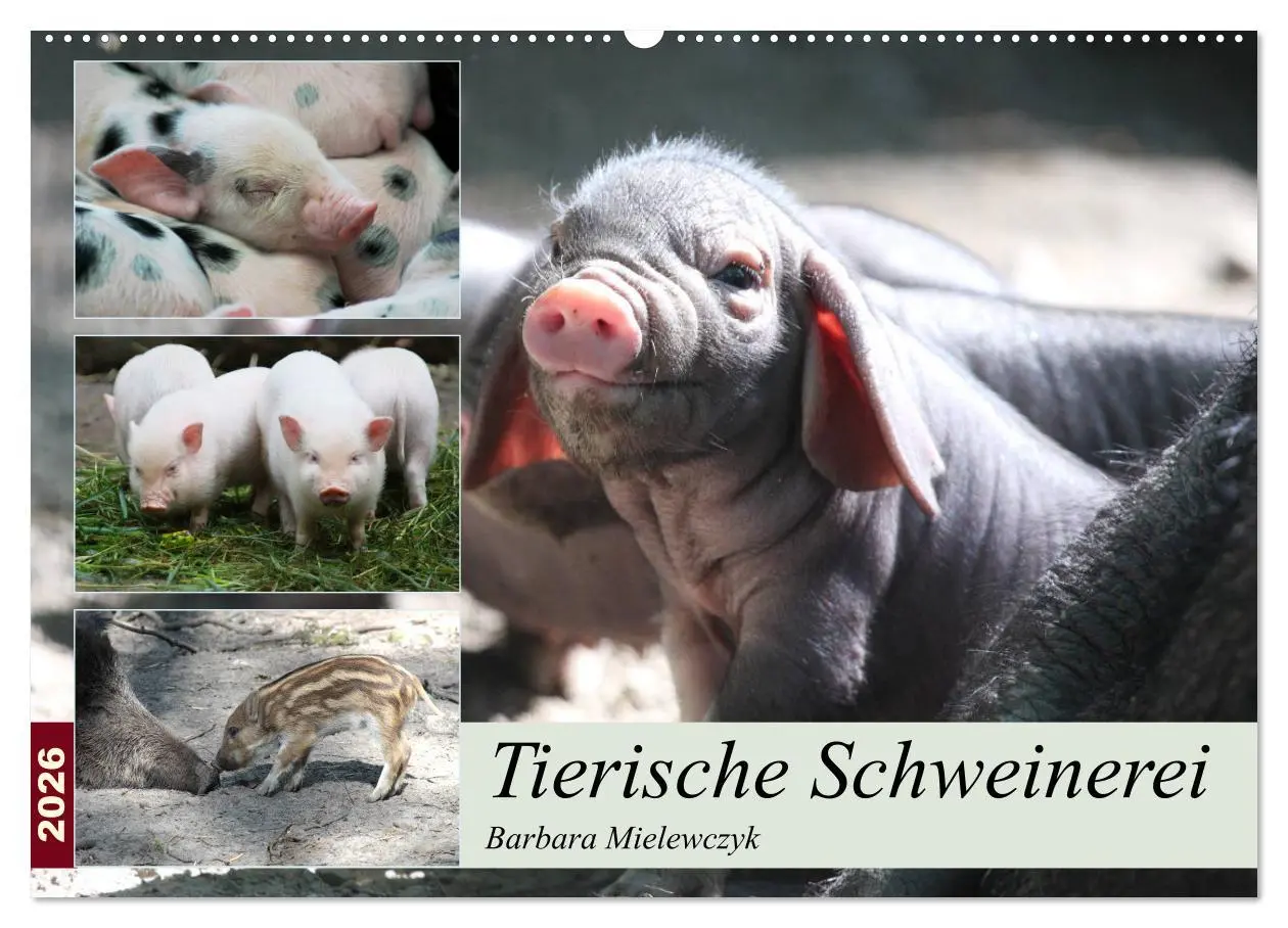 Cover: 9783457881842 | Tierische Schweinerei (Wandkalender 2026 DIN A2 quer), CALVENDO...